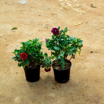 Buy Set Of 2 - Dahlia (Red & Purple) in 6 Inch Nursery Pot Online | Urvann.com