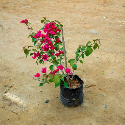 Buy Bougainvillea Red in 10 Inch Nursery Bag Online | Urvann.com