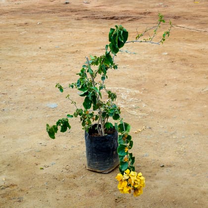 Buy Bougainvillea Yellow in 10 Inch Nursery Bag Online | Urvann.com