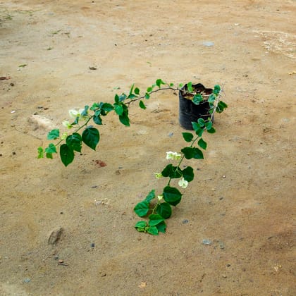 Buy Bougainvillea White in 10 Inch Nursery Bag Online | Urvann.com