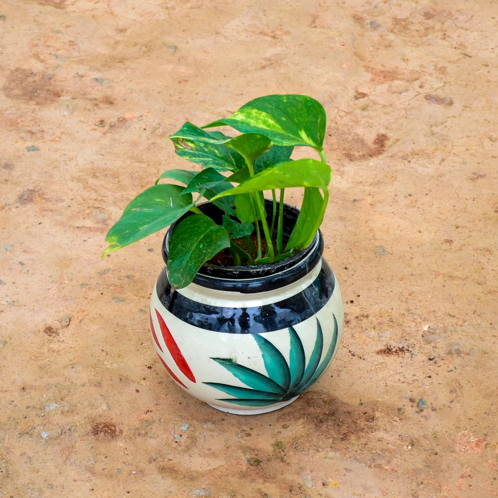 Money Plant Green in 6 Inch Matki Designer Ceramic Pot (any colour) (any design)