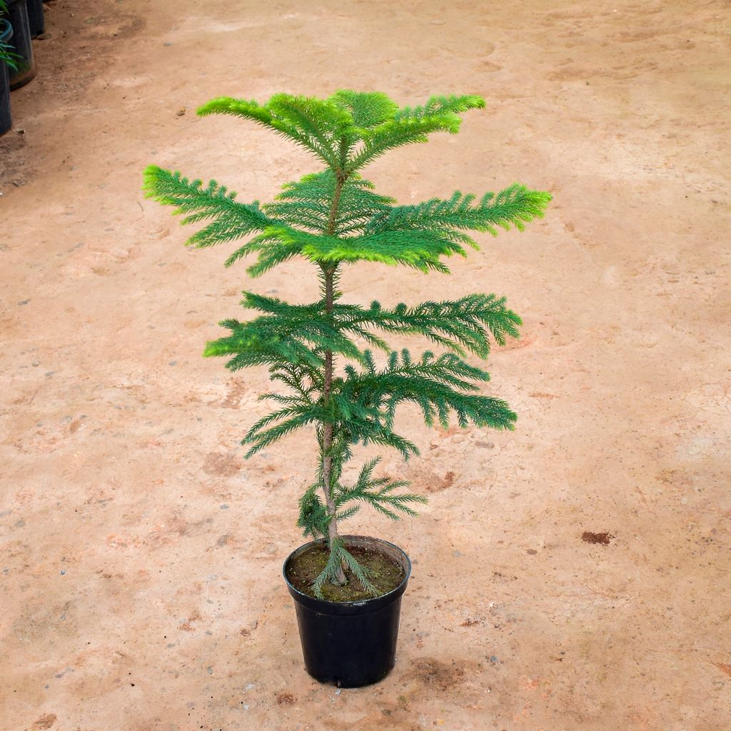 Araucaria / Christmas Tree in 6 Inch Nursery Pot