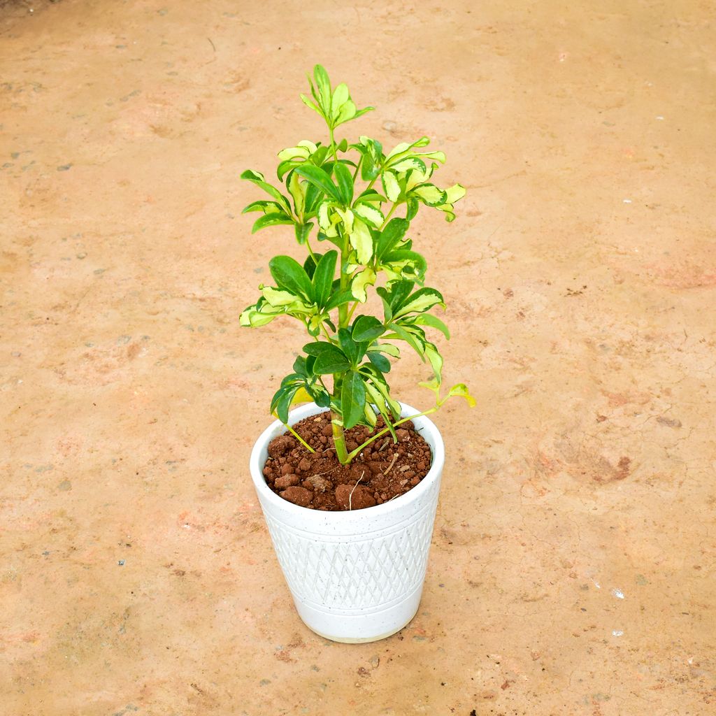 Schefflera Variegated in 6 Inch Balti Ceramic Pot (any colour) (any design)