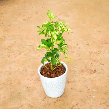 Buy Schefflera Variegated in 6 Inch Balti Ceramic Pot (any colour) (any design) Online | Urvann.com