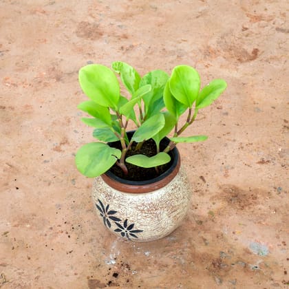 Buy Peperomia / Radiator Plant Green in 6 Inch Matki Designer Ceramic Pot (any colour) (any design) Online | Urvann.com