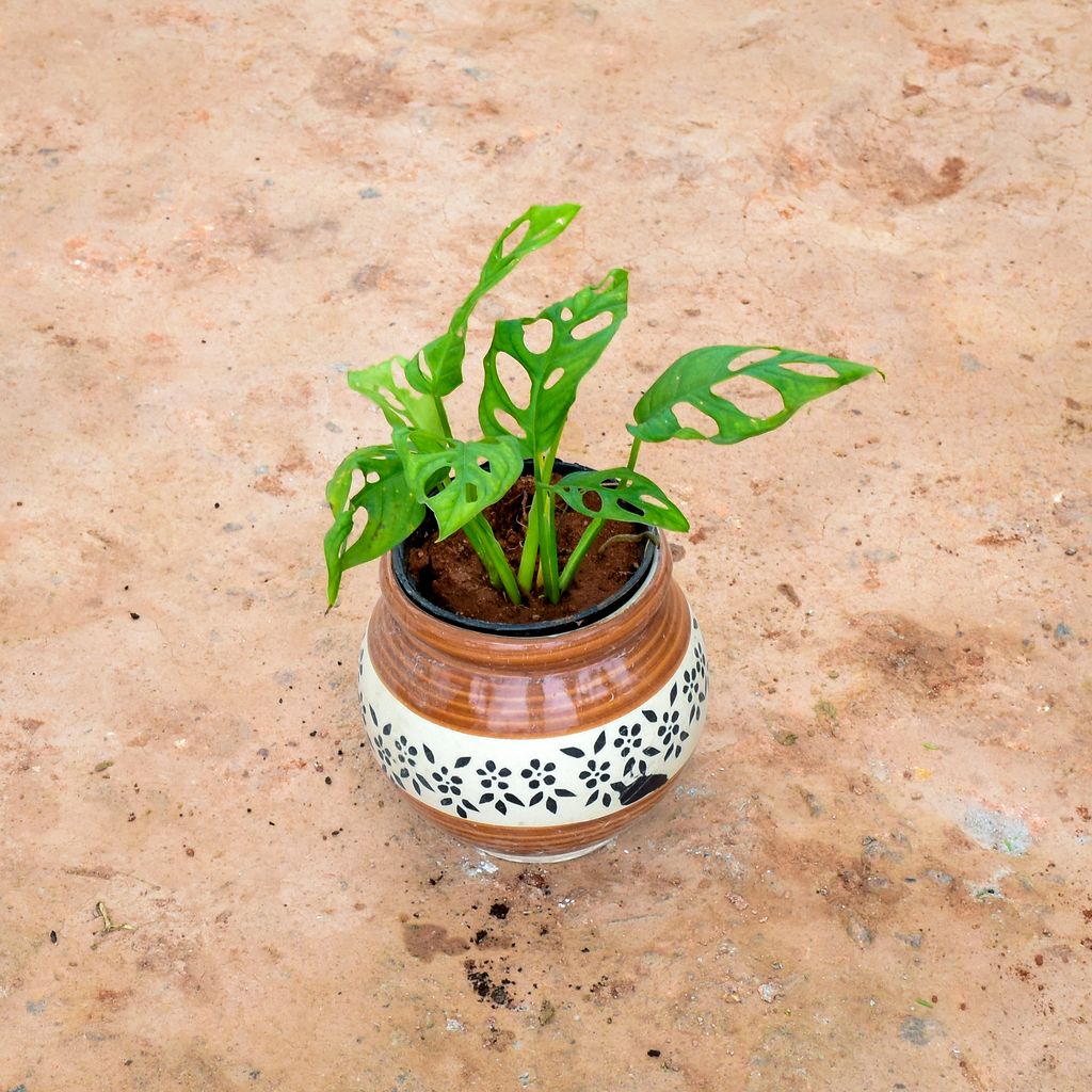 Monstera Broken Heart in 6 Inch Matki Designer Ceramic Pot (any colour) (any design)