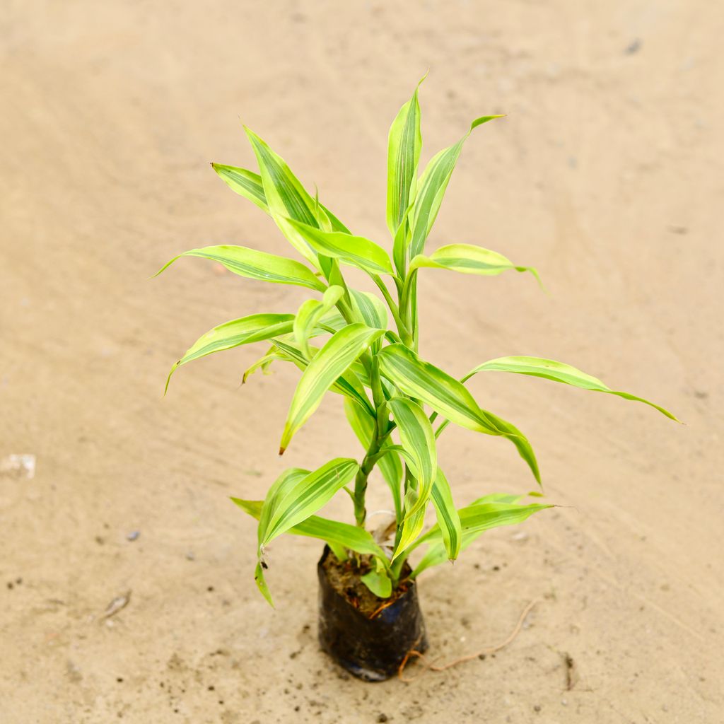 Golden bamboo in 4 Inch Nursery bag