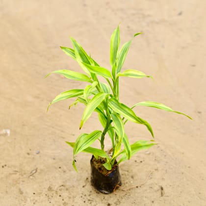 Buy Golden bamboo in 4 Inch Nursery bag Online | Urvann.com