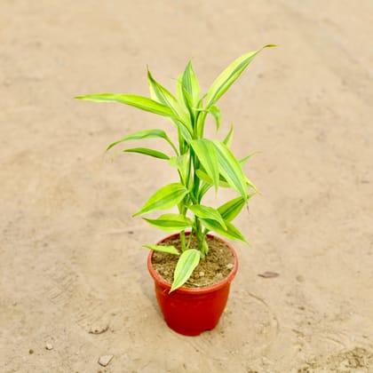 Buy Golden bamboo in 4 Inch Red Classy Plastic pot Online | Urvann.com