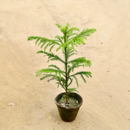 Buy Araucaria / Christmas Tree in 5 Inch clay pot Online | Urvann.com