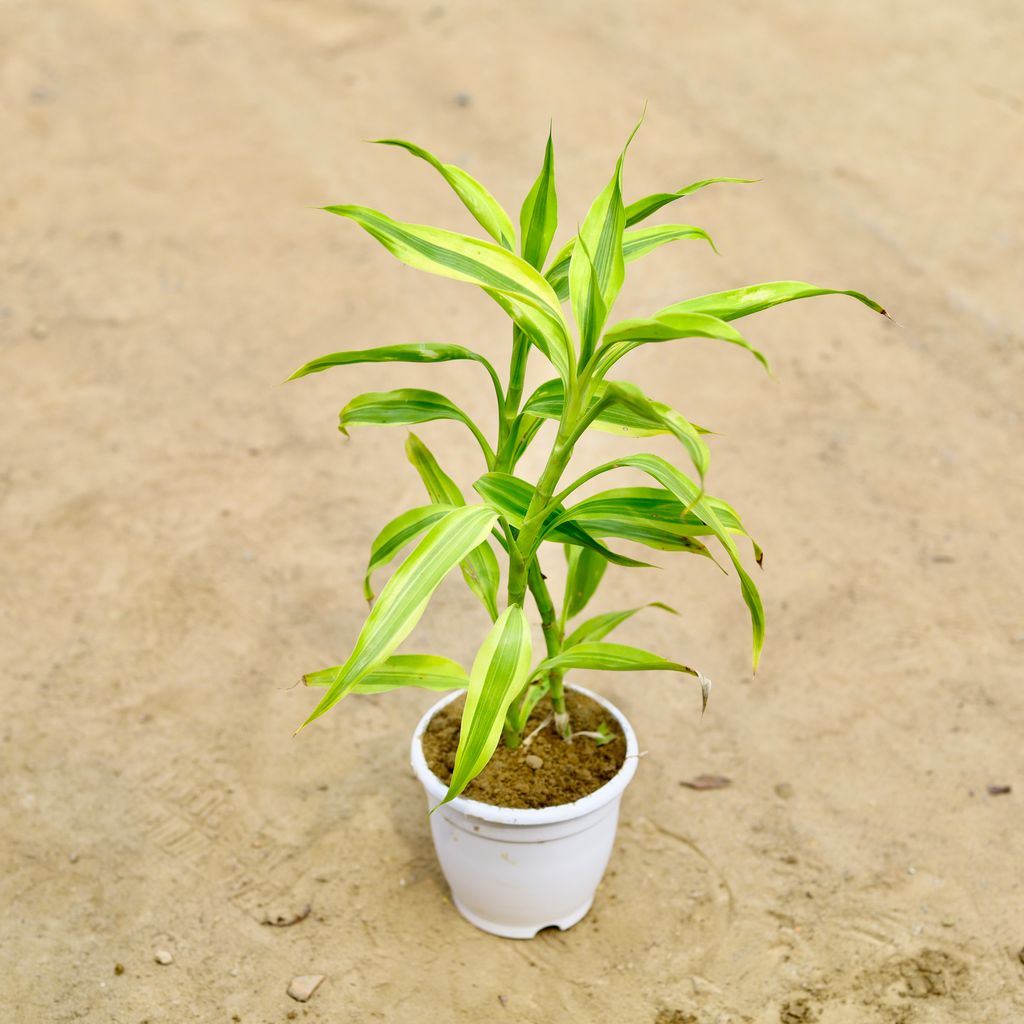 Golden bamboo in 4 Inch white Classy Plastic pot