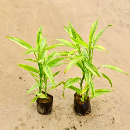 Buy Set of 2 - Golden bamboo in 4 Inch Nursery bag Online | Urvann.com