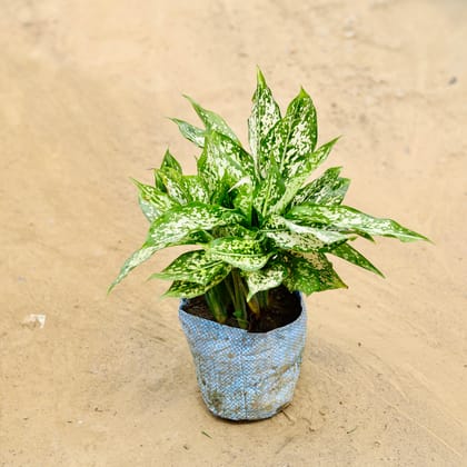 Buy Aglaonema snow white in 5 Inch Nursery bag Online | Urvann.com