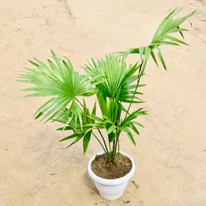 Buy China palm in 8 Inch white Classy Plastic pot Online | Urvann.com