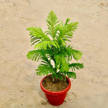 Buy Araucaria / Christmas Tree in 8 Inch Red Classy Plastic pot Online | Urvann.com