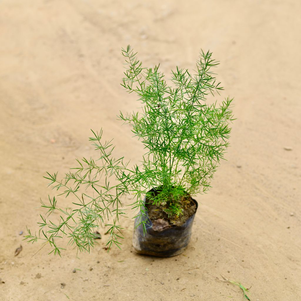 Asparagus in 4 Inch Nursery bag