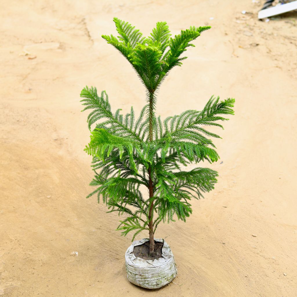 Araucaria / Christmas Tree in 7 Inch Nursery bag