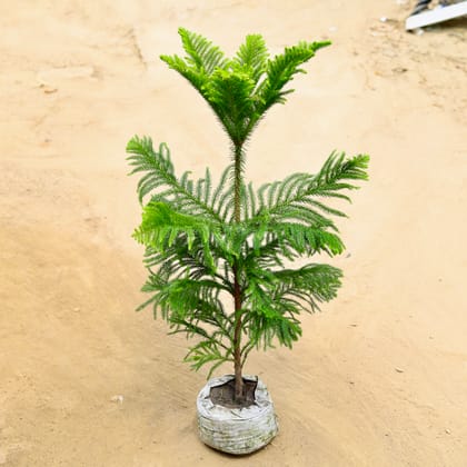 Buy Araucaria / Christmas Tree in 7 Inch Nursery bag Online | Urvann.com