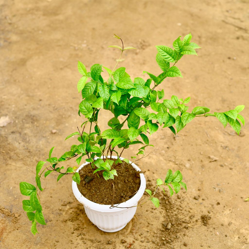 Madhu Malti dwarf in 10 Inch White Olive Plastic Pot