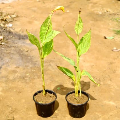 Buy Set of 2 - Canna Lily / keli in 8 Inch Nursery Pot Online | Urvann.com