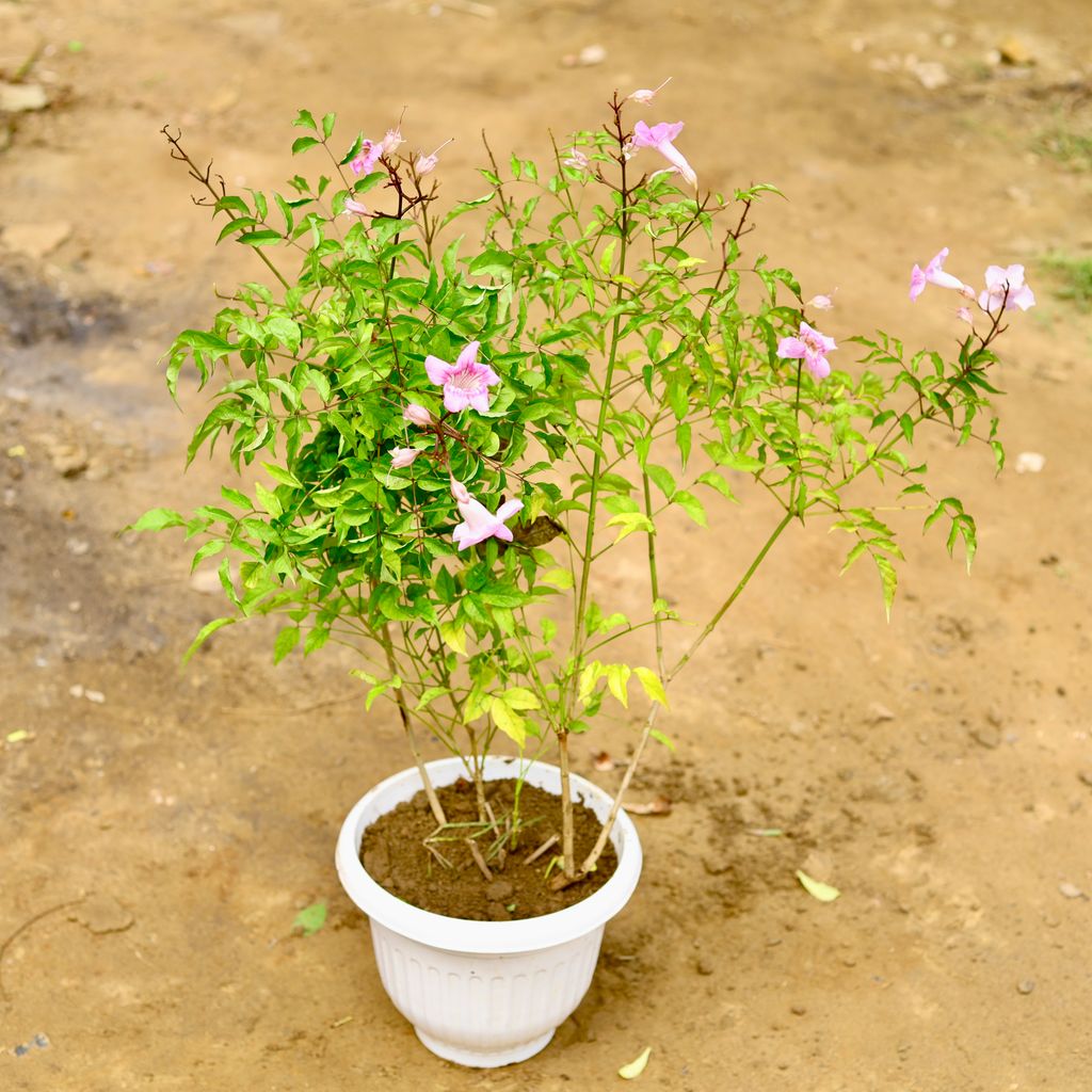 Tecoma Purple in 8 Inch White Olive Plastic Pot