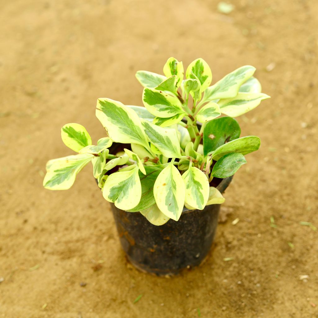 Peperomia / Radiator Plant Variegated in 6 Inch Nursery Pot