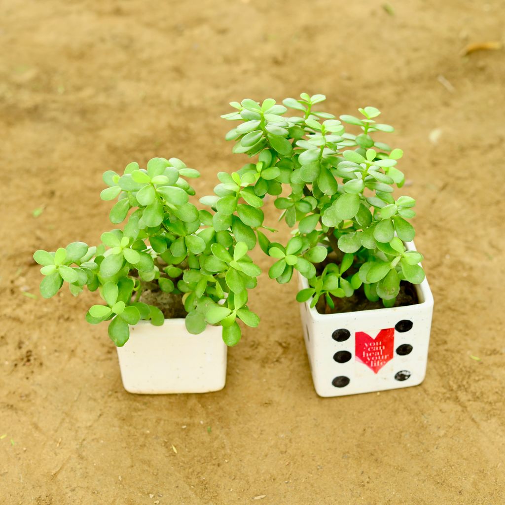 Set of 2 - Jungle Jade (Pune Variety) in 4 Inch Classy White Square Ceramic Pot