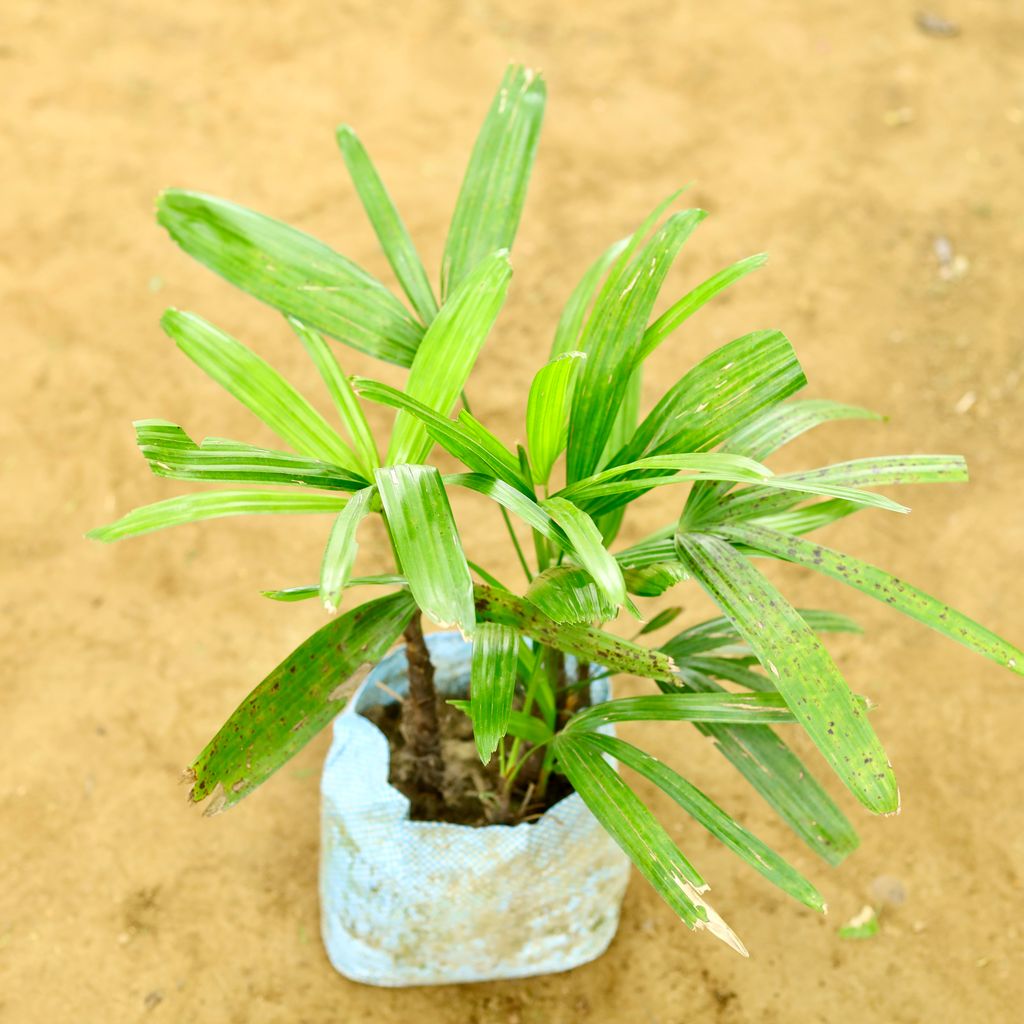 Raphis Palm in 6 Inch Nursery Bag