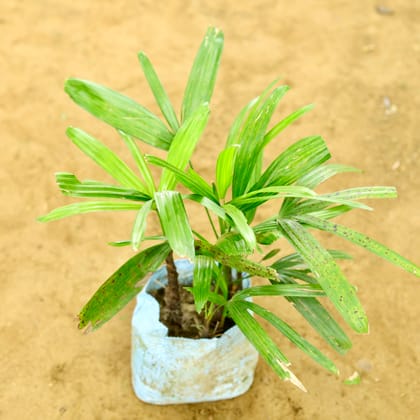 Buy Raphis Palm in 6 Inch Nursery Bag Online | Urvann.com