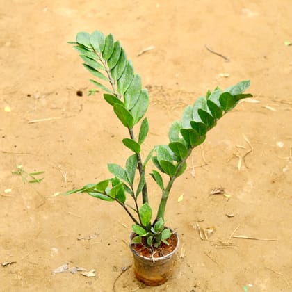 Buy Zz Green (~ 2.5 Ft) in 6 Inch Nursery Pot Online | Urvann.com