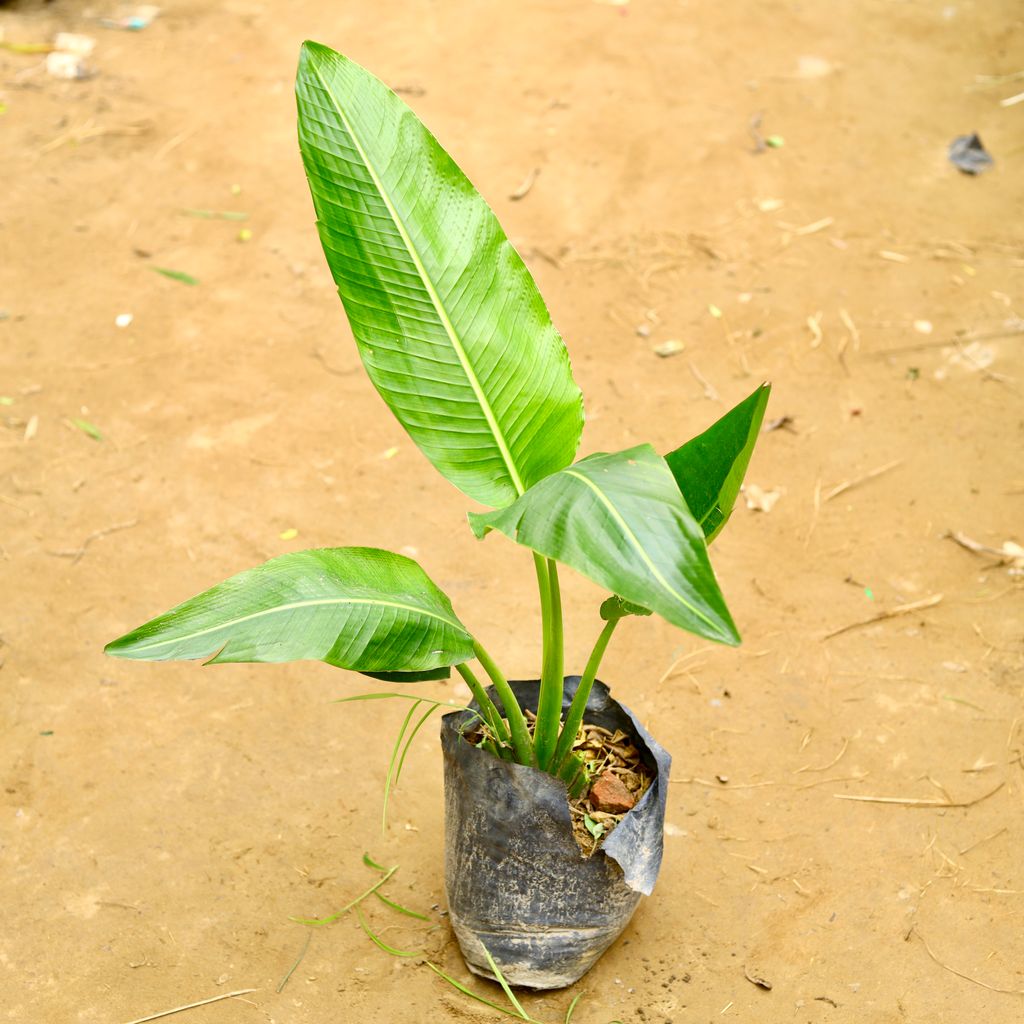 Traveller Palm in 6 Inch Nursery Bag