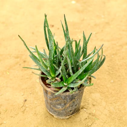 Buy Aloe Vera in 6 Inch Nursery Pot Online | Urvann.com