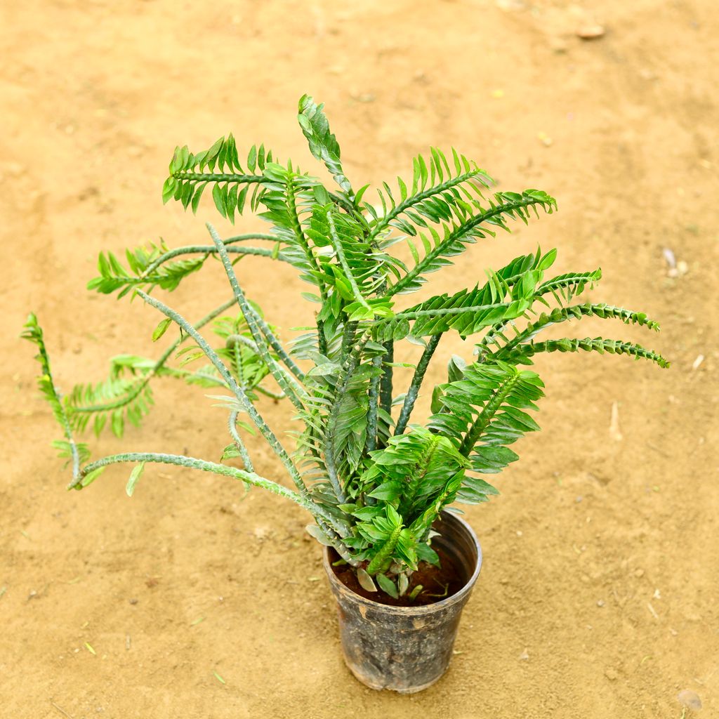 Pedilianthus / Devil's Backbone (Pune Variety) in 6 Inch Nursery Pot