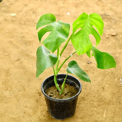 Buy Monestera Big Leaf in 8 Inch Nursery Pot Online | Urvann.com