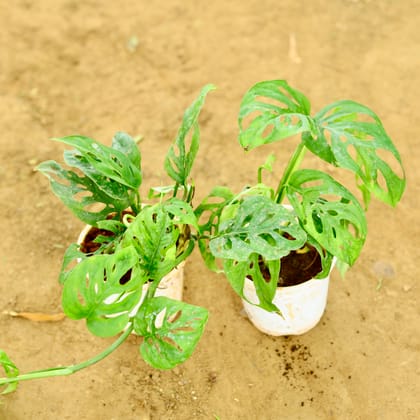 Buy Set of 2 - Monstera Broken Heart in 4 Inch Nursery Pot Online | Urvann.com