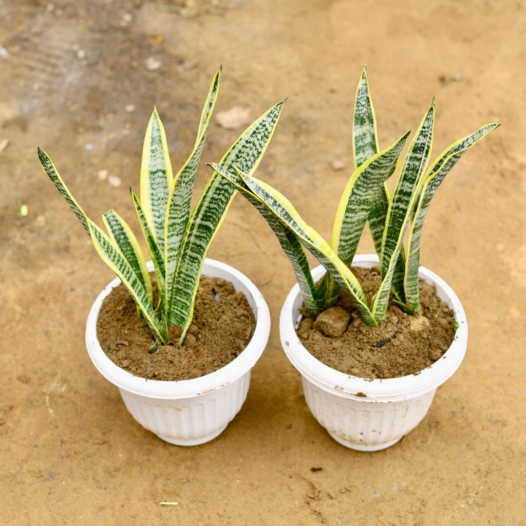 Set of 2 - Snake yellow in 8 Inch White Olive Plastic Pot