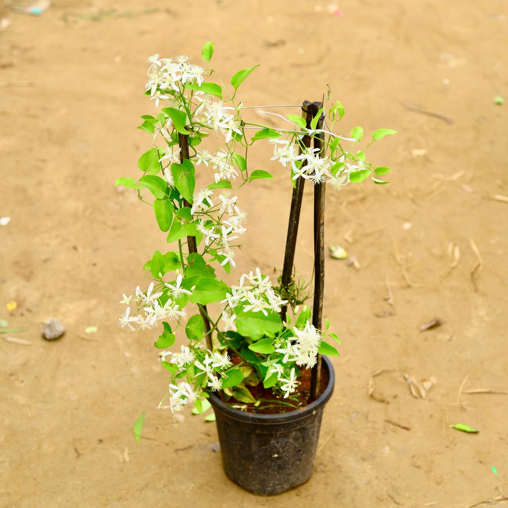 Clematis vine / Ranjai Bel in 8 Inch Nursery Pot