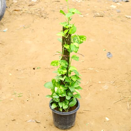 Buy Money plant with Moss Stick (~ 3 Ft) in 10 Inch Nursery Pot Online | Urvann.com