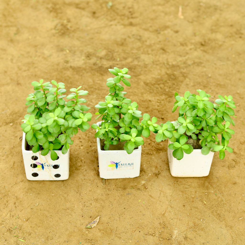 Set of 3 - Jungle Jade (Pune Variety) in 4 Inch Classy White Square Ceramic Pot