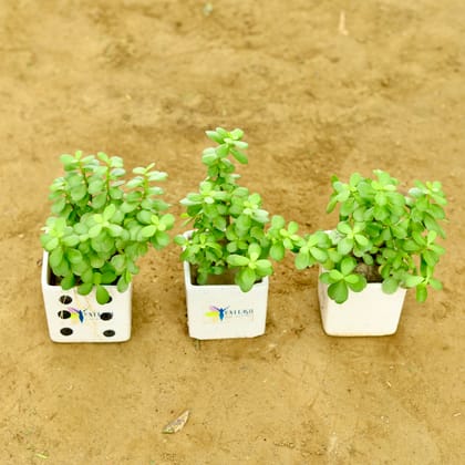 Buy Set of 3 - Jungle Jade (Pune Variety) in 4 Inch Classy White Square Ceramic Pot Online | Urvann.com