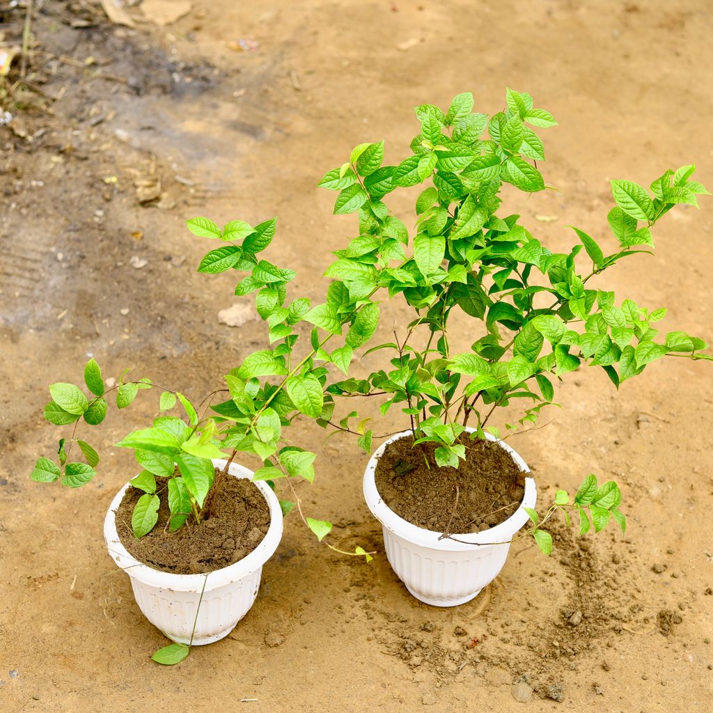 Set of 2 - Madhu Malti dwarf in 10 Inch White Olive Plastic Pot