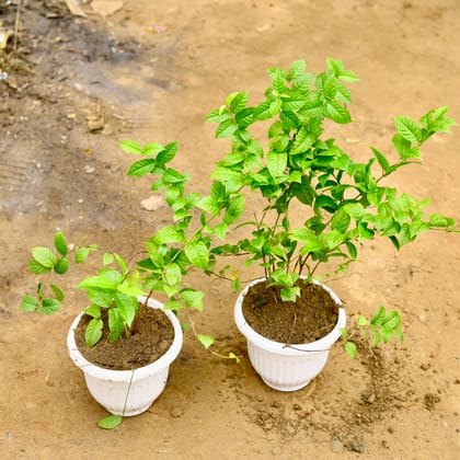 Buy Set of 2 - Madhu Malti dwarf in 10 Inch White Olive Plastic Pot Online | Urvann.com