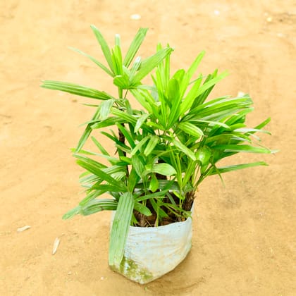 Buy Raphis Palm (~ 2.5 Ft) in 10 Inch Nursery Bag Online | Urvann.com