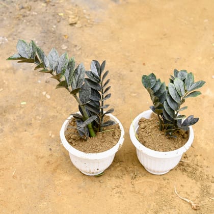 Buy Set of 2 - Zz black in 8 Inch White Olive Plastic Pot Online | Urvann.com