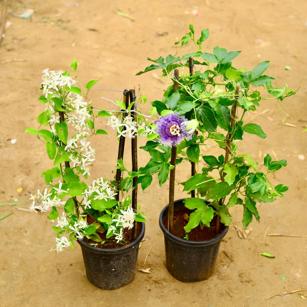 Set of 2 - Rakhi Bel & Ranjai Bel in 8 Inch Nursery Pot