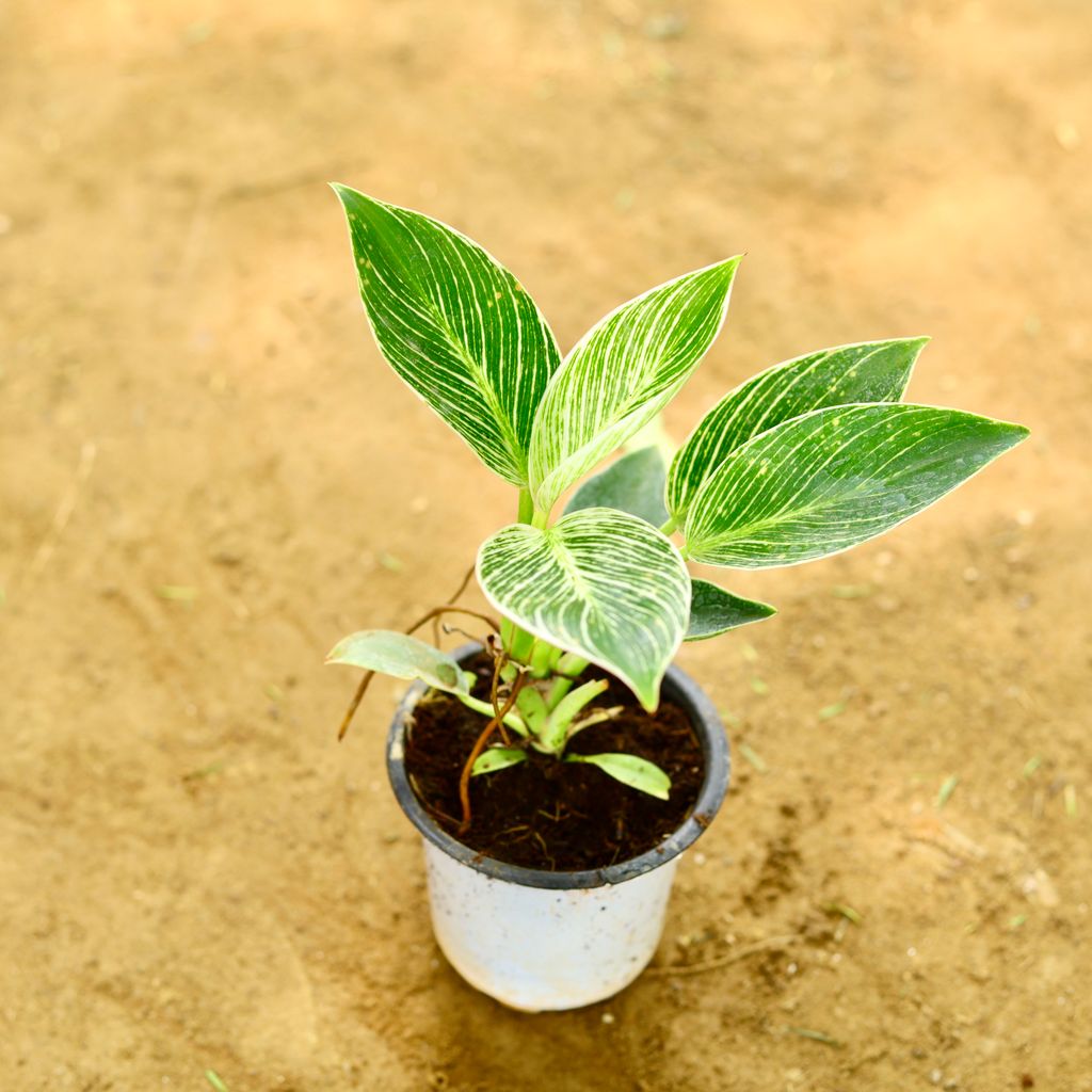 Philodendron Birkin in 4 Inch Nursery Pot