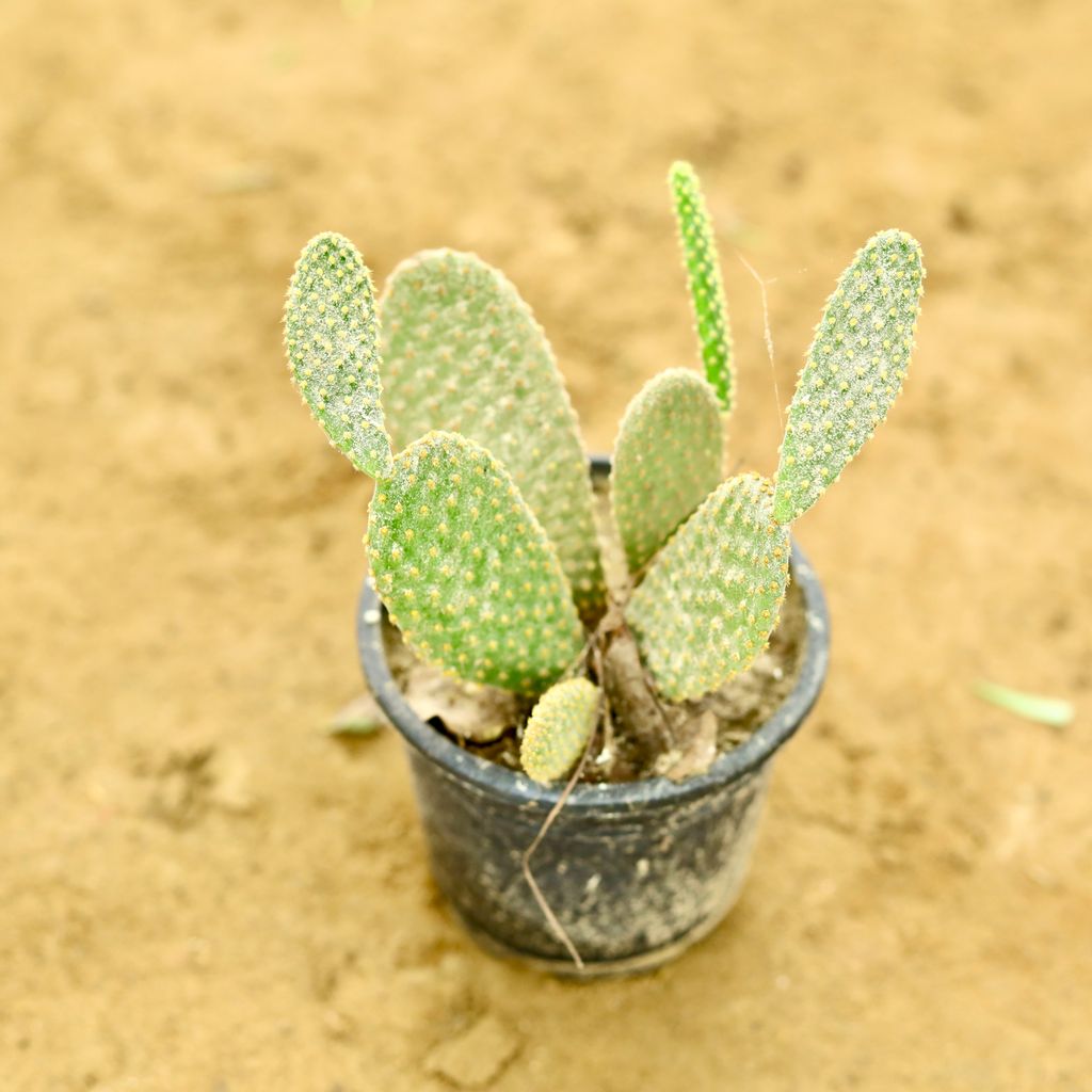 Bunny Cactus Succulent in 4 Inch Nursery Pot