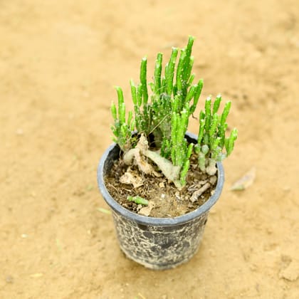 Buy Cactus Succulent in 4 Inch Nursery Pot Online | Urvann.com