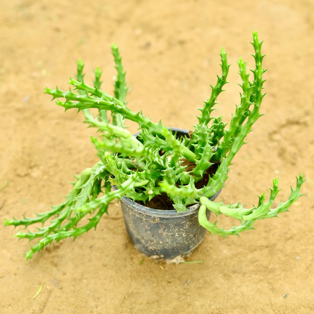 Finger cactus Succulent in 4 Inch Nursery Pot