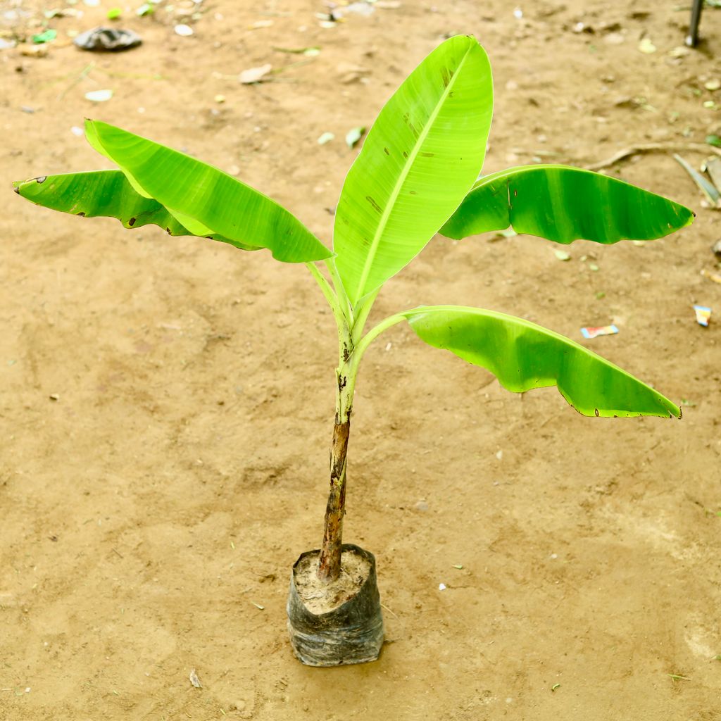 Banana Plant in 6 Inch Nursery Bag